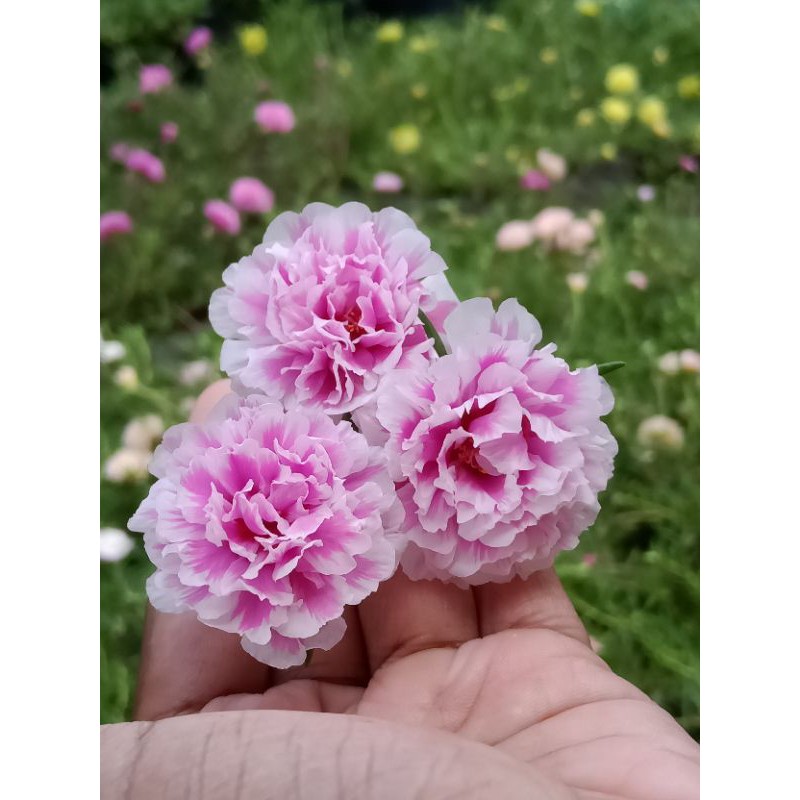 Bunga krokot import id.Bigcolour