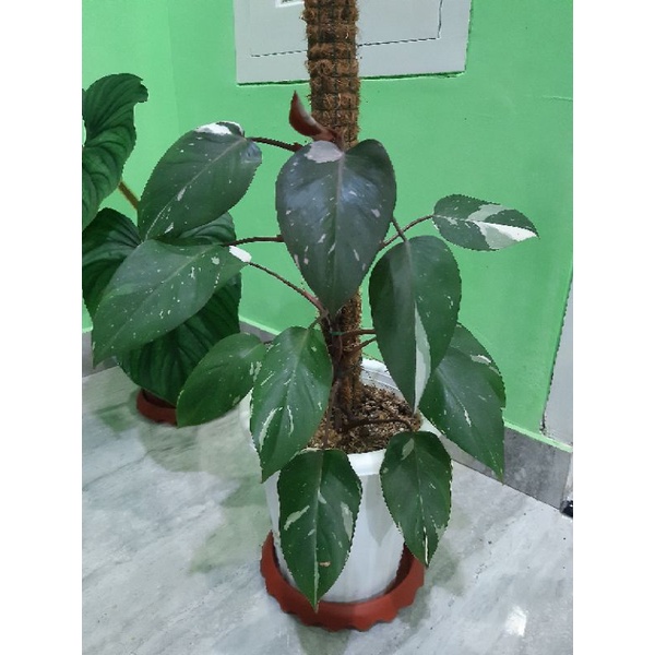 Philodendron anderson