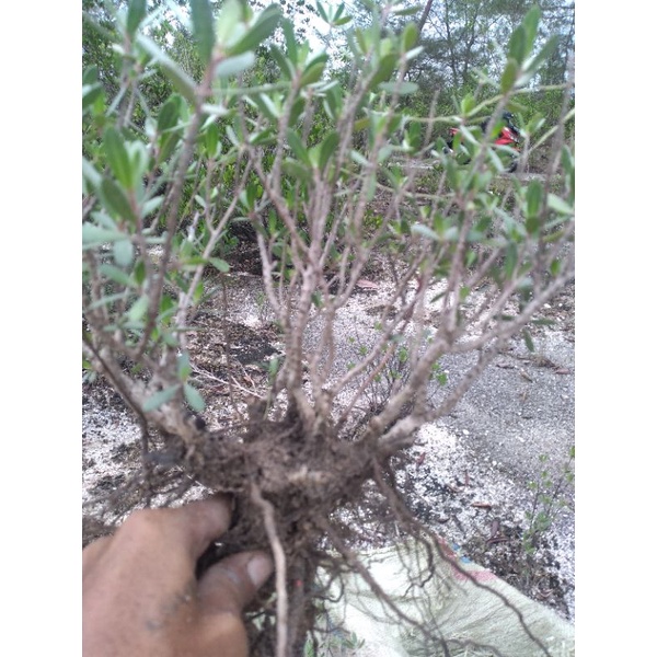 Bahan bonsai santigi paketan 5 pohon