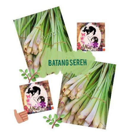 

1kg batang serai besar
