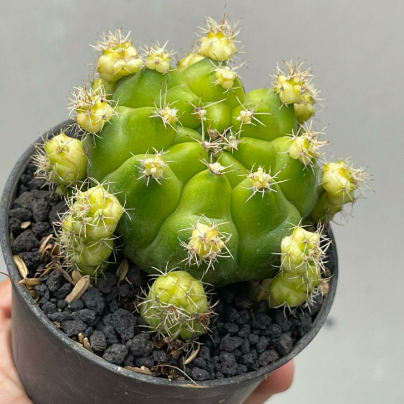 Kaktus Gymno Damsii