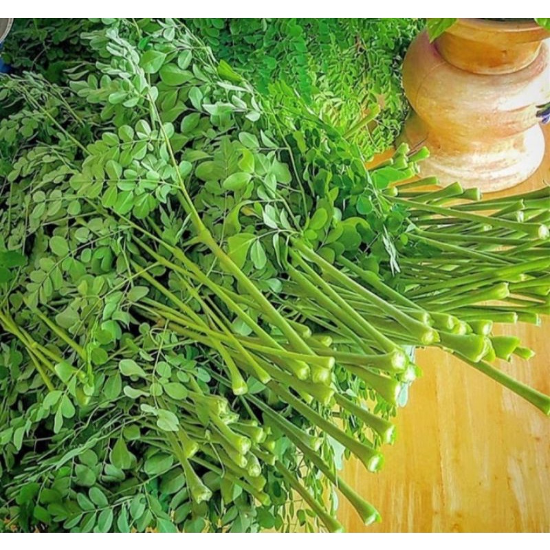 

daun kelor segar