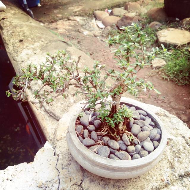 Bonsai mini cemara duri