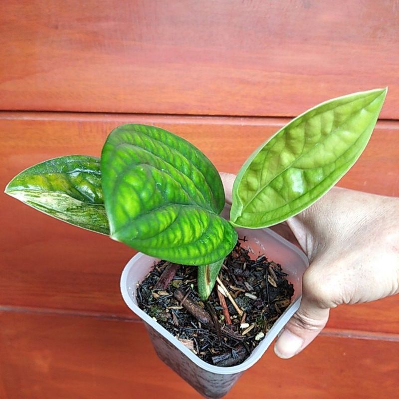 Tanaman Hias Monstera Karstenianum Varigata