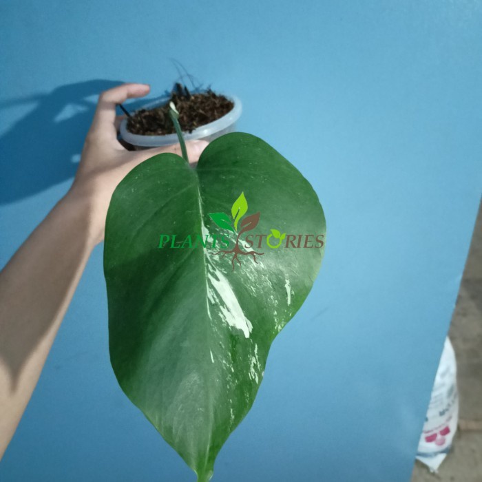 monstera variegata 1 daun pancing
