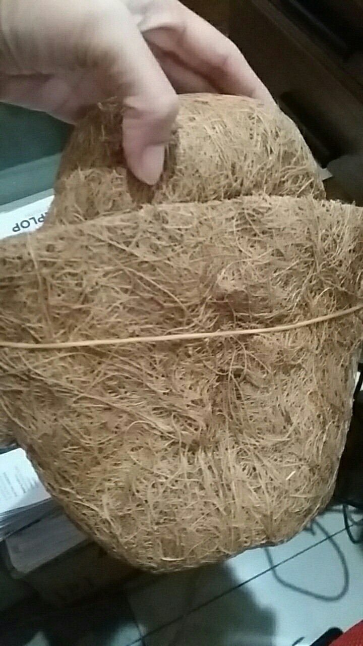 Promo Pot Anggrek Sabut Kelapa Unik Lucu Jual Promo