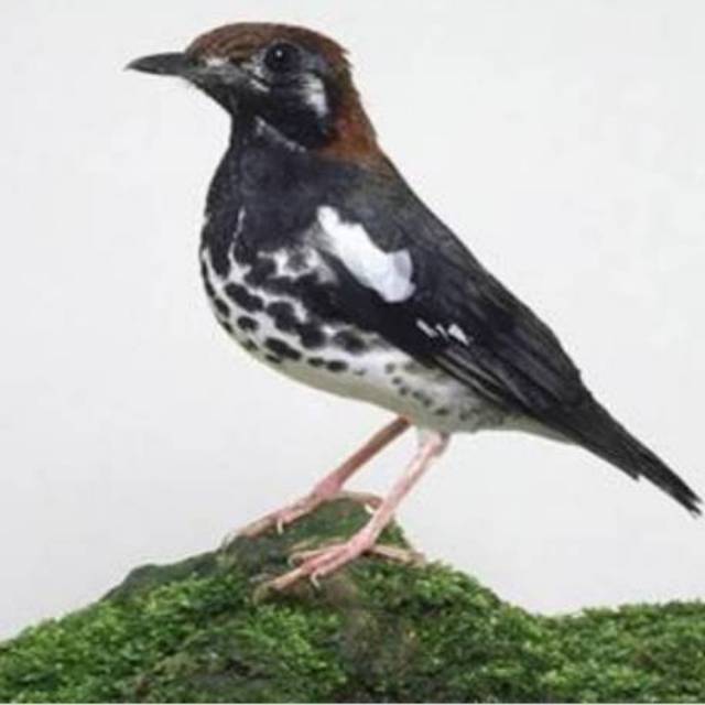 Harga Burung Anis Kembang