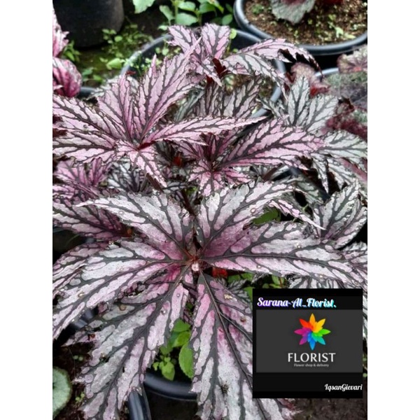 Tanaman hias Begonia spider silver