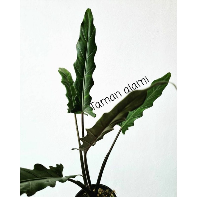 keris papua - tanaman hias alokasia keris papua