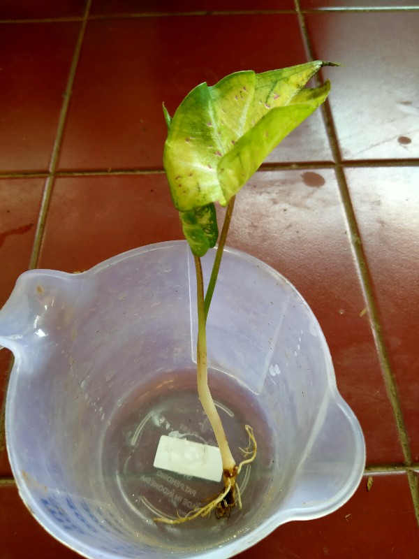 Caladium Gingerland / Dikirim Anakan Keladi Gingerland