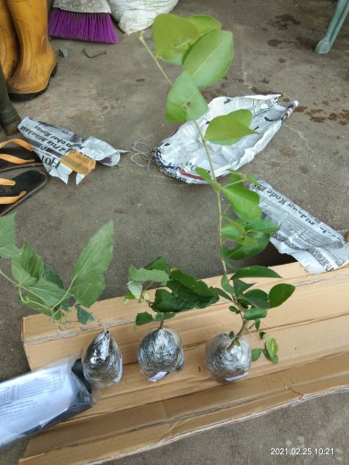 Tanaman Anggur Merah