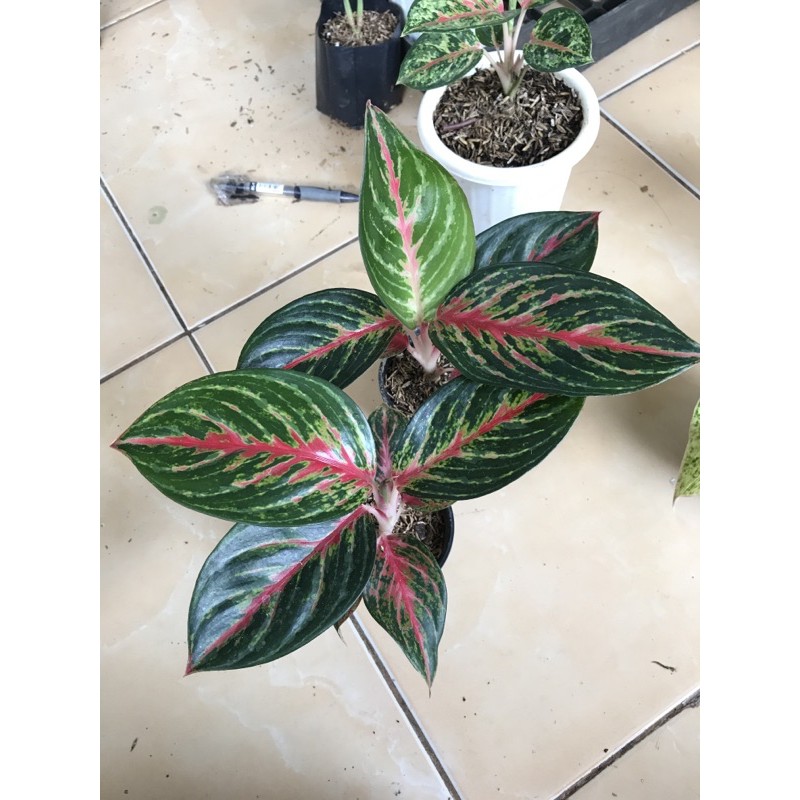 aglonema red borju dewasa