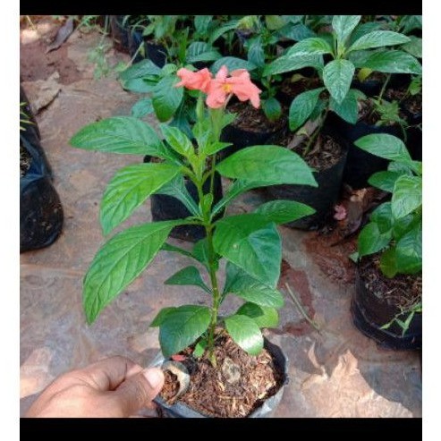 bunga crossandra - tanaman crossandra - pohon crossandra - tanaman bunga crosandra
