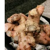 

Lengkuas bumbu dapur / Bumbu rempah /Bumbu masakan