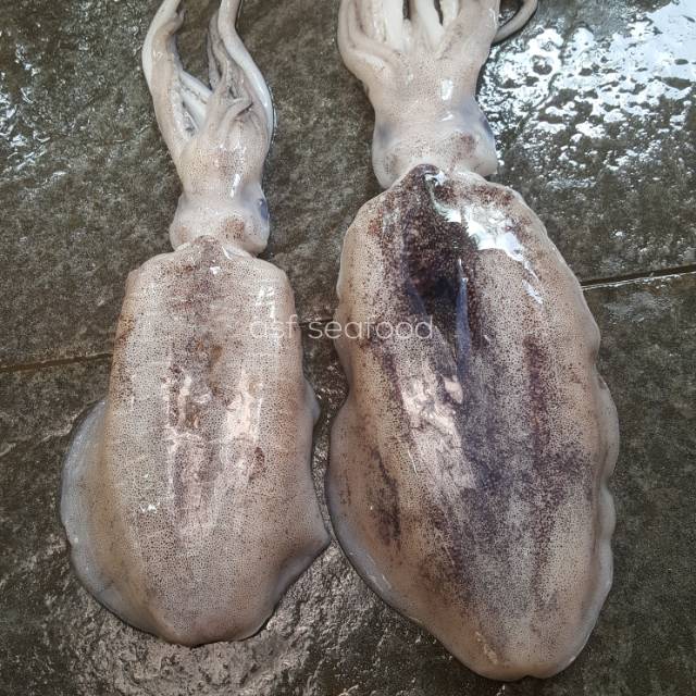 

Cumi Sotong / Blakutak Laut