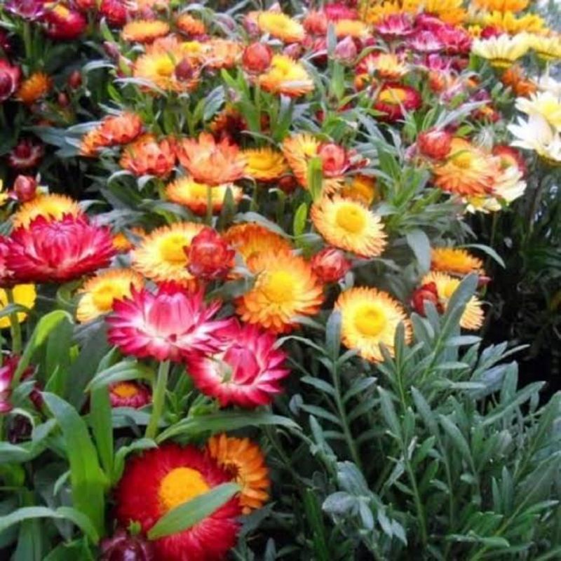 Benih Bibit Bunga Strawflower Swiss Giant Mix