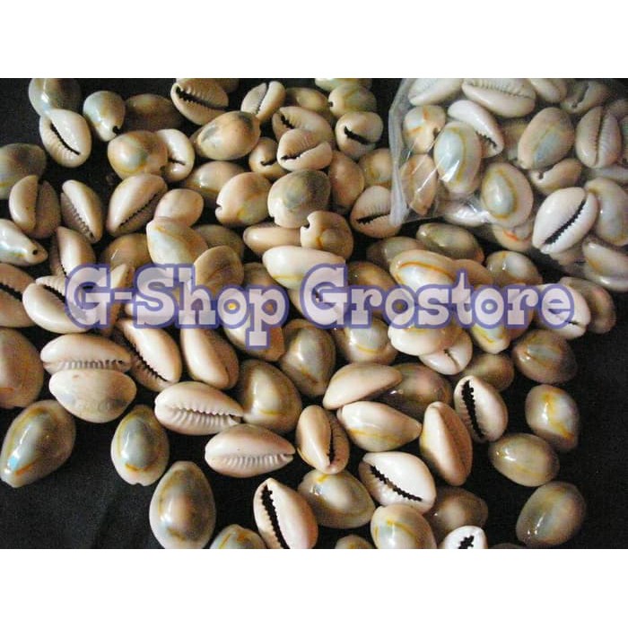 

Biji Congklak Kerang