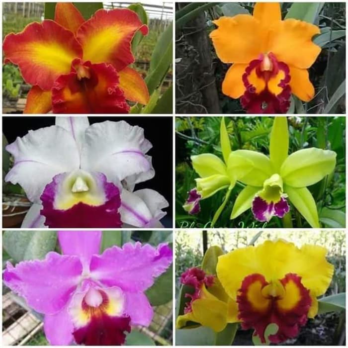 Tanaman Hias Bunga Anggrek Cattleya Mini Seedling Dewasa | Shopee Indonesia