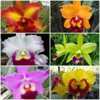 Tanaman Hias Bunga  Anggrek Cattleya Mini Seedling Dewasa  