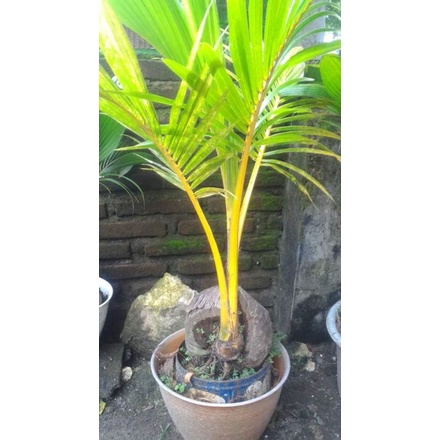 bonsai kelapa gading kuning
