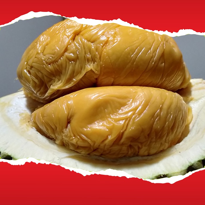 Bibit Durian Duri Hitam/Ochee