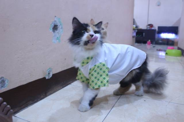 Baju kucing lebaran murah harga terbaru 2020 motif kotak-kotak hijau size S M L XL