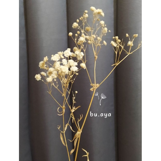 BK15 - Baby Breath Kering Asli Bunga Impor Bunga Mahar Bouquet