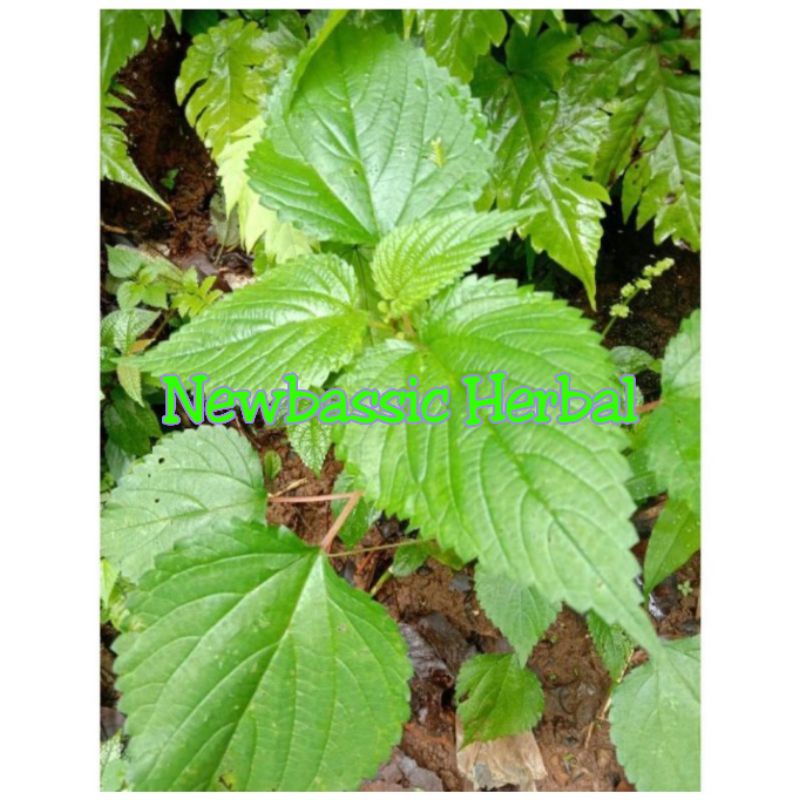 

daun pulus daun jelatang gatal
