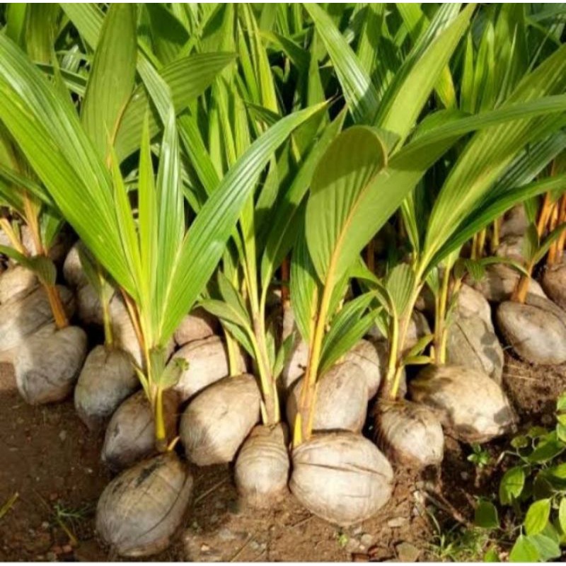 Bibit Tanaman Buah Kelapa Hibrida-6