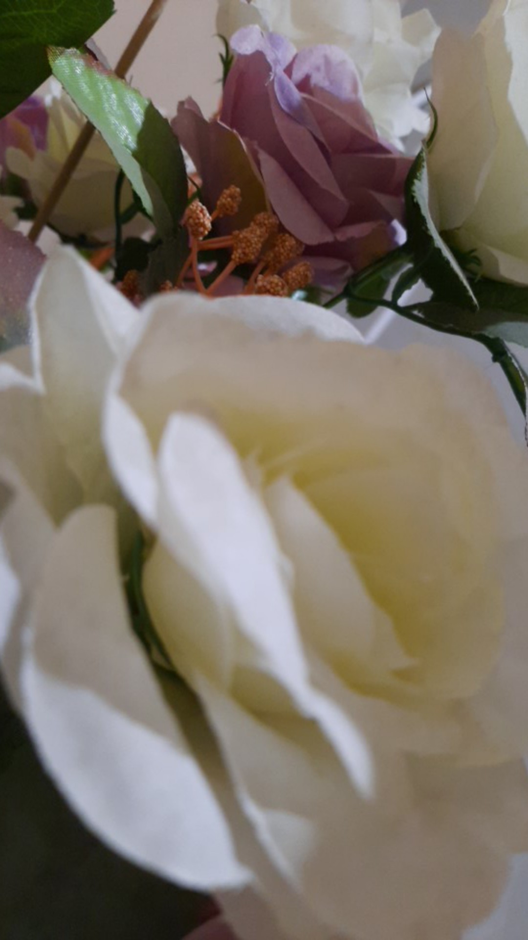 Biji Pohon Cypress / Pohon Cemara / Platycladus Orientalis