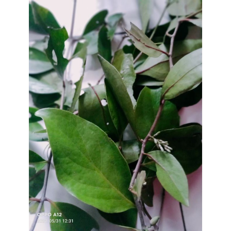 

daun benalu alpukat segar 500 gram