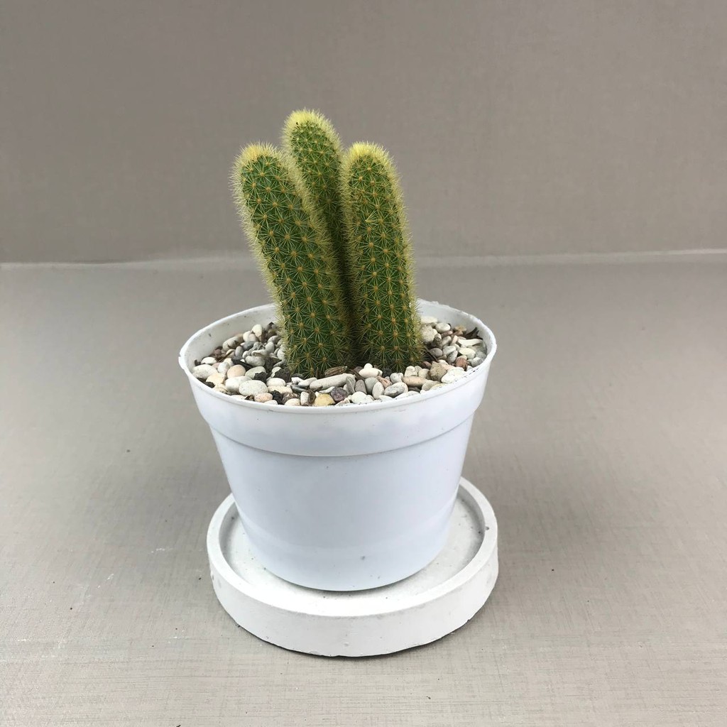 Kaktus sukulen (Ekor Tupai/Aporocactus martianu) Tanaman Hias Hidup