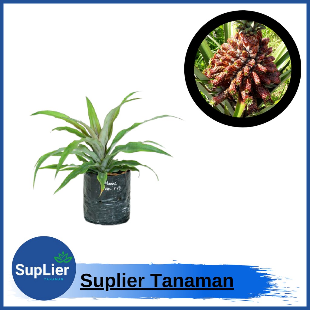 Bibit Tanaman Buah Nanas Mahkota ( Nanas Medusa )