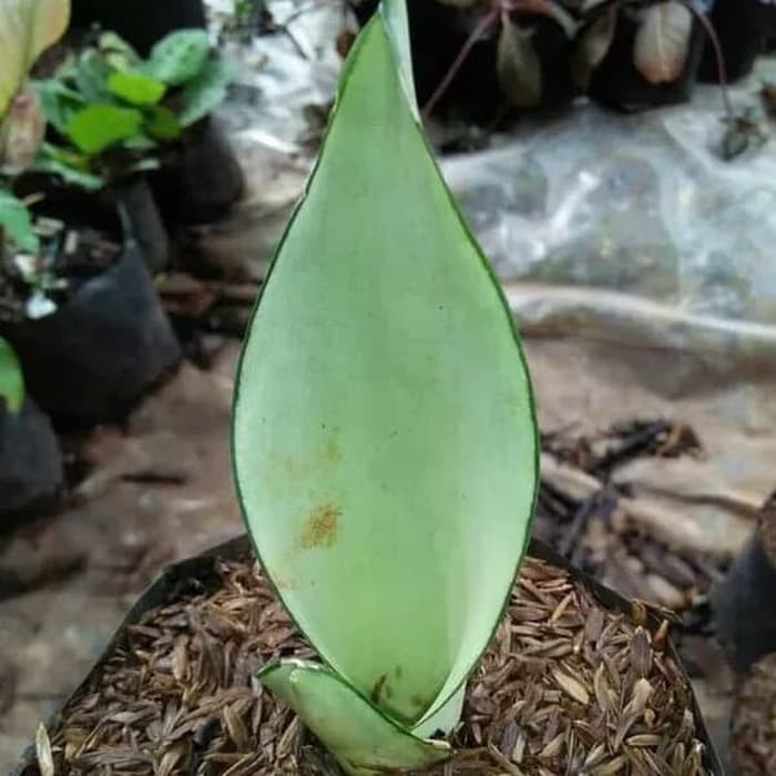 tanaman sansivera moonshine - sansiveira moonshine - sansivera silver