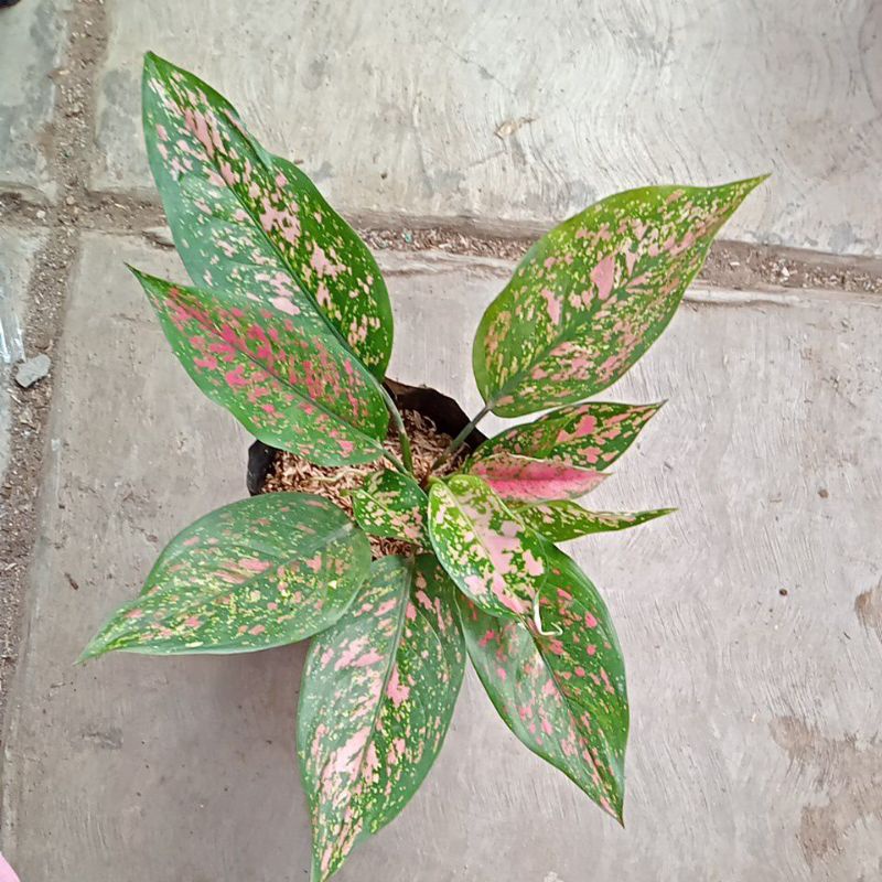 aglonema ruby orange