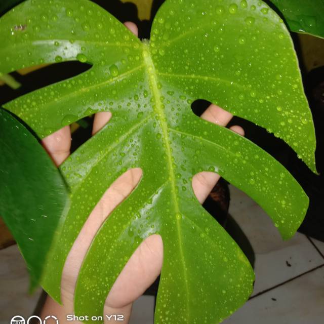 Tanaman hias monstera deliciosa king remaja