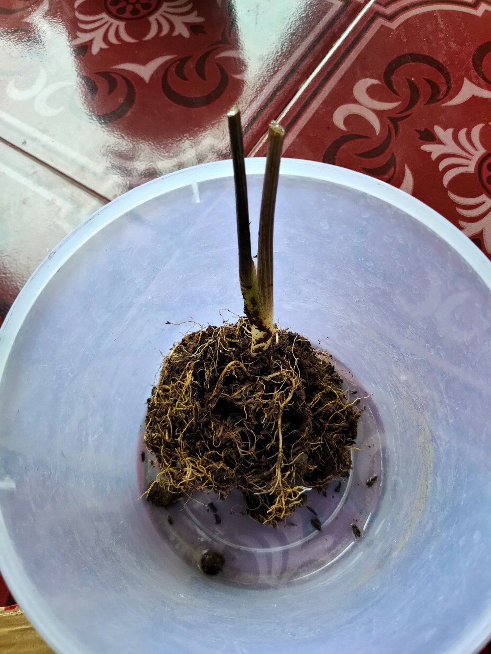 Caladium White Quen/bibit -keladi Langka