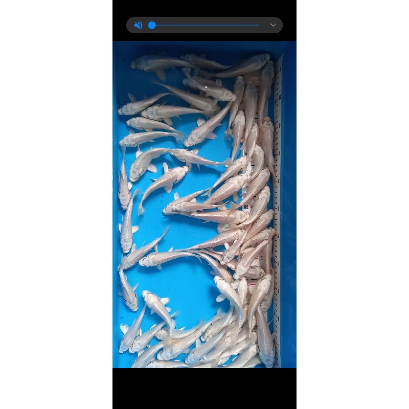 ikan koi platinum Ogon size 10-13