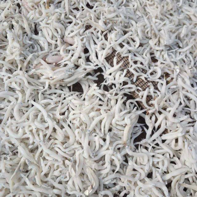 

TERI nasi Medan putih