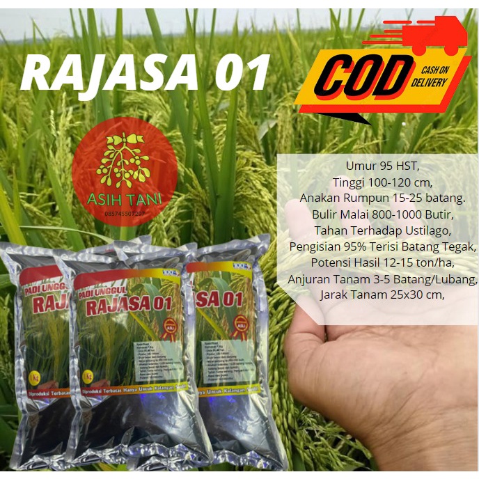 Benih Padi Unggul Rajasa 01 1kg