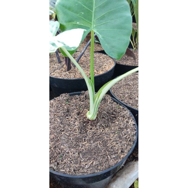 Alocasia Sente Varigata