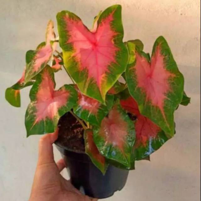 Tanaman Hias Keladi Pink Tanaman Caladium Pink Tanaman Hias Shopee Indonesia