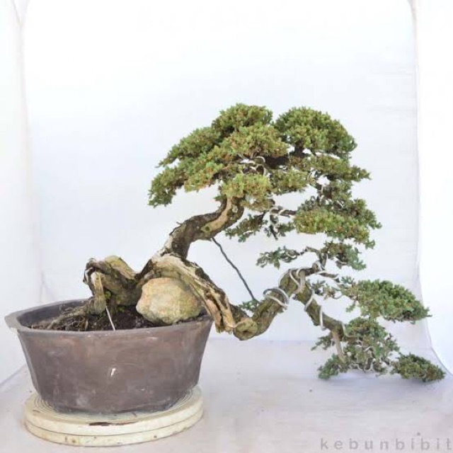 bibit cemara buaya bahan bonsai-1