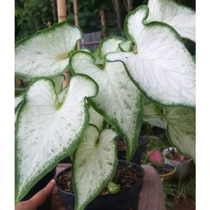 keladi white knight/keladi keris putih