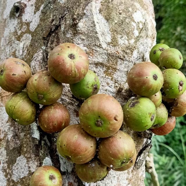 

jual buah kondang per 500 gram segar