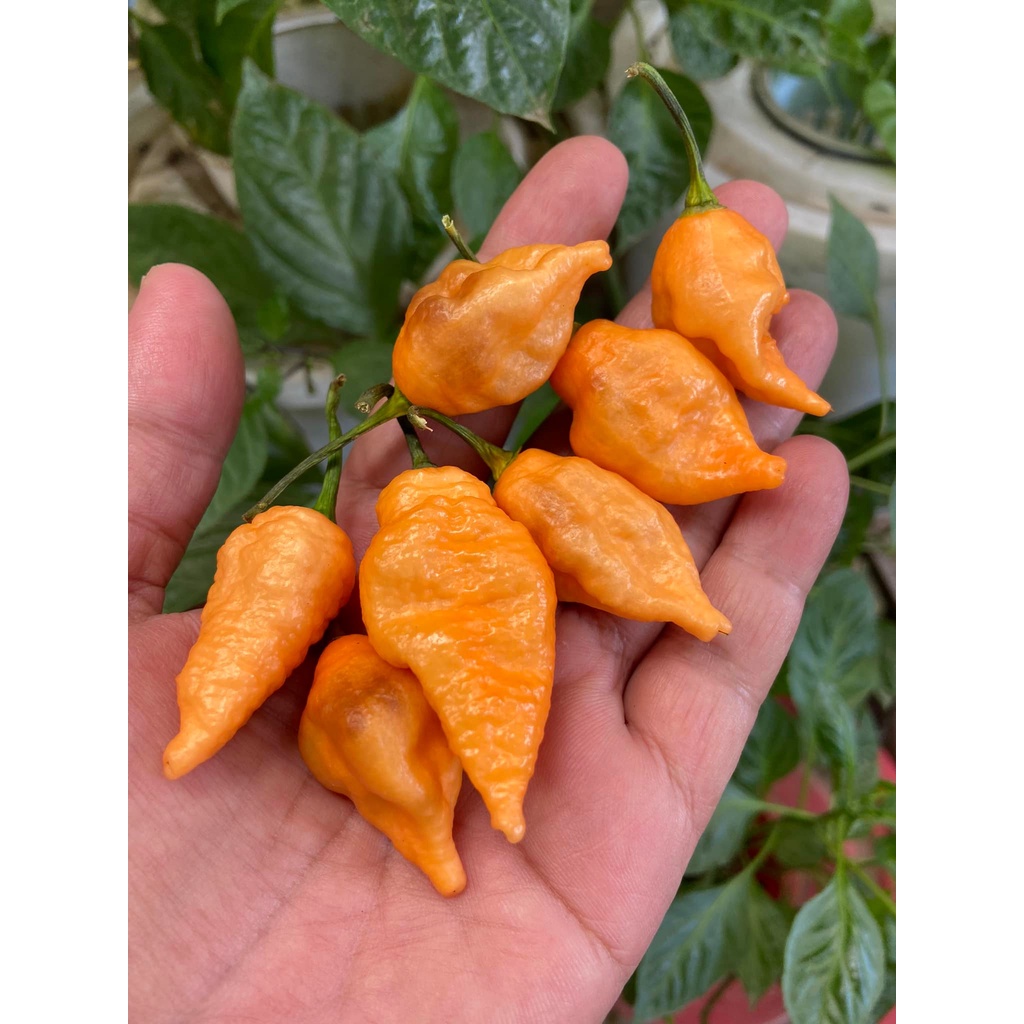 Benih Bibit Biji - Cabai Crazy Head Orange Cabe Pepper Seeds