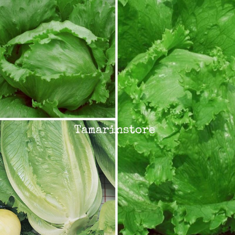 Biji / Benih / Bibit Selada Hijau Head Lettuce seeds bibit tanaman sayuran hidroponik - 100 Biji