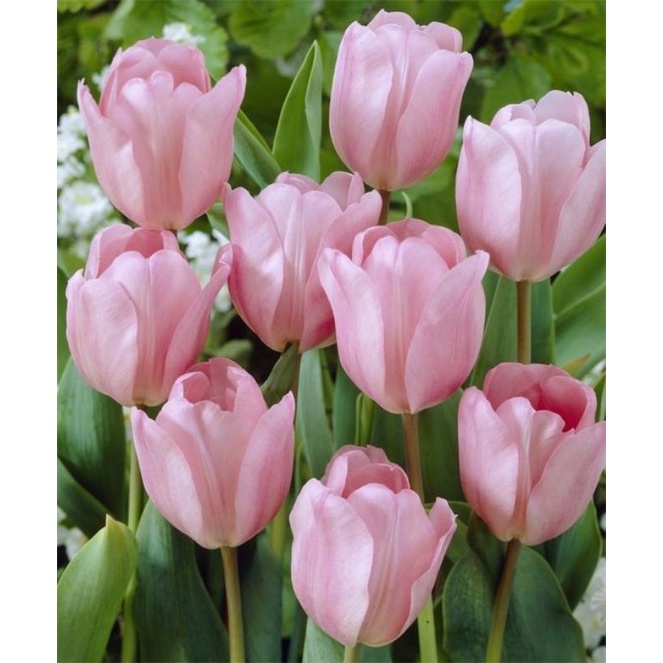 Pre Order Benih Umbi Bunga Tulip