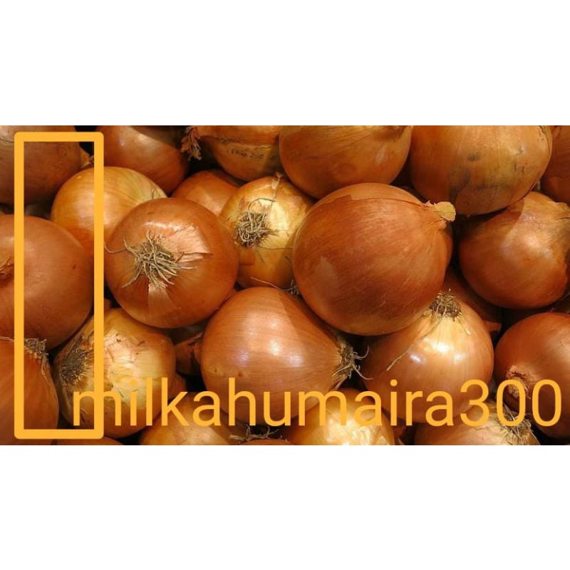 

BAWANG BOMBAY 250 GRAM