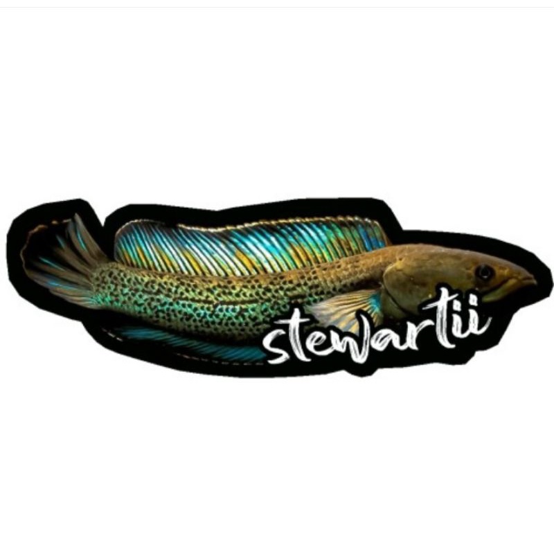 STICKER CHANNA STEWARTII